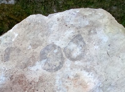 fossiles Boussac