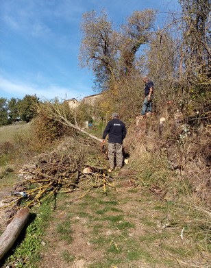 Boussac abattage arbres morts